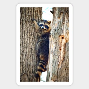 "Just Hang'n Out" - Raccoon Nature Photography Sticker